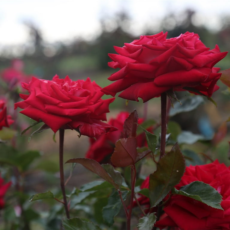 Heirloom Roses - Fire 'N' Ice Floribunda Rose Plant - Red Rose Bushes 