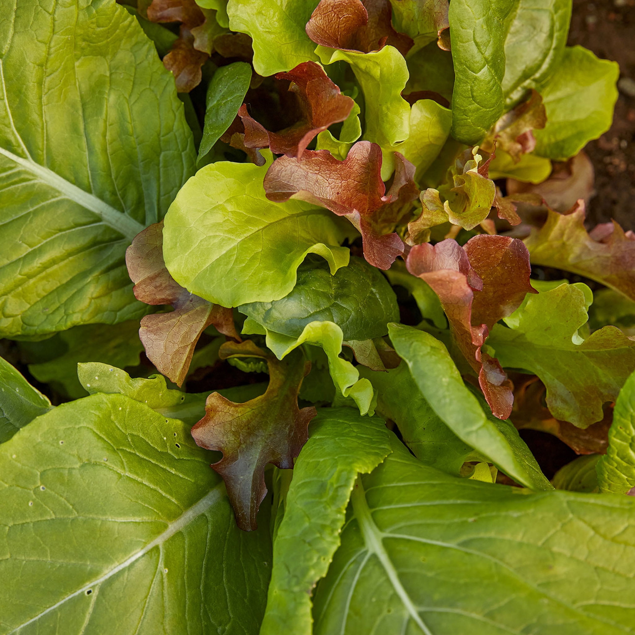 Burpee Sweet Salad Mix Mesclun