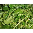thumbnail image 1 of 1500 WRINKLED CRINKLED CRESS Garden Lepidium Sativum Greens Vegetable Seeds, 1 of 1