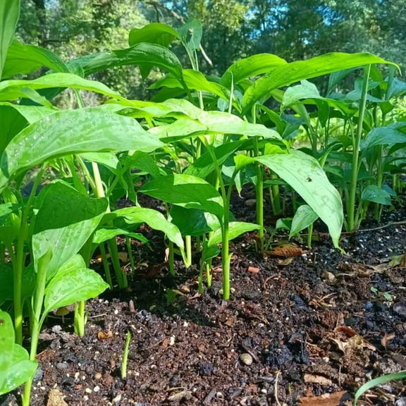 Live Curcuma Turmeric Plants 4-8 Inch Tall, Ginger Plant for Garden, Ornamental Tropical Flower