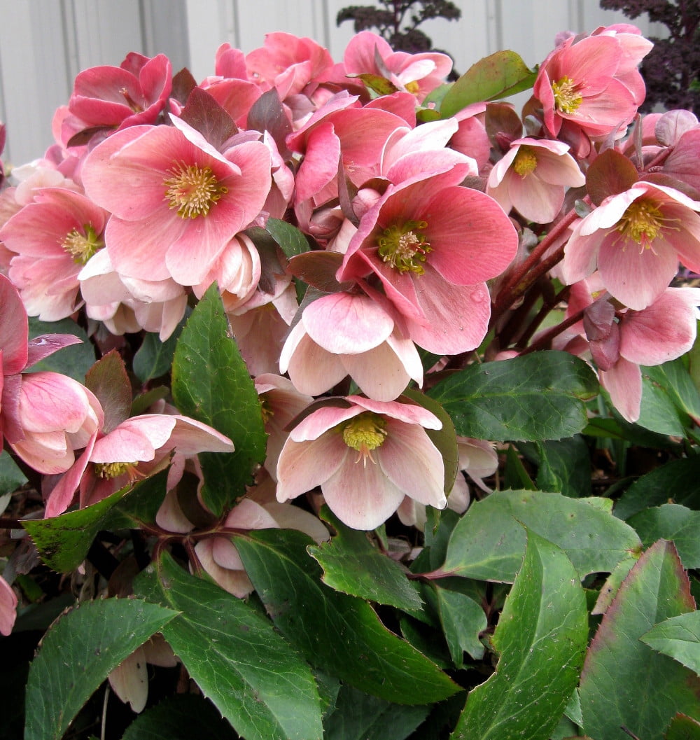 pink-frost-christmas-lenten-rose-helleborus-shade-gallon-pot