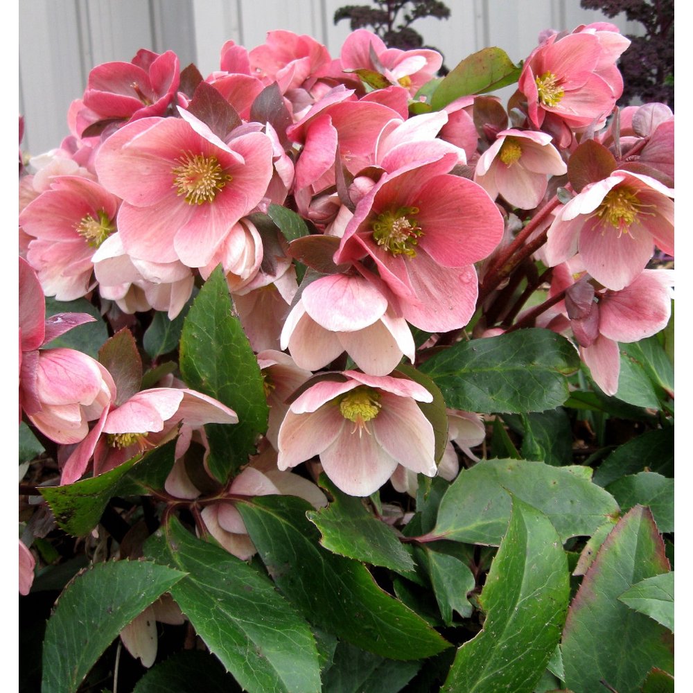 Pink Frost Christmas/Lenten Rose Helleborus Shade Gallon Pot