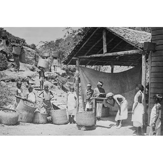 Weighing Ceylon Tea-Fine art canvas print (20" x 30")