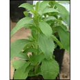 thumbnail image 3 of Stevia Plant | Two Live Garden Plants | Non-GMO, Use Leaves Fresh or Dried, 3 of 6