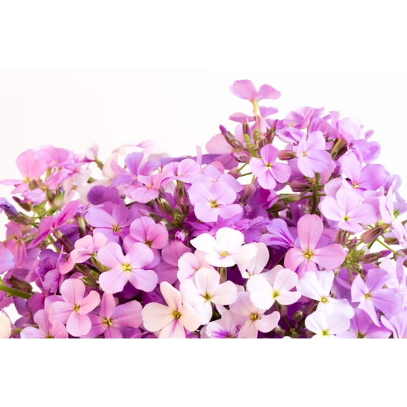 500 EVENING ( night ) SCENTED STOCK Matthiola Longipetala Bicornis Flower Seeds