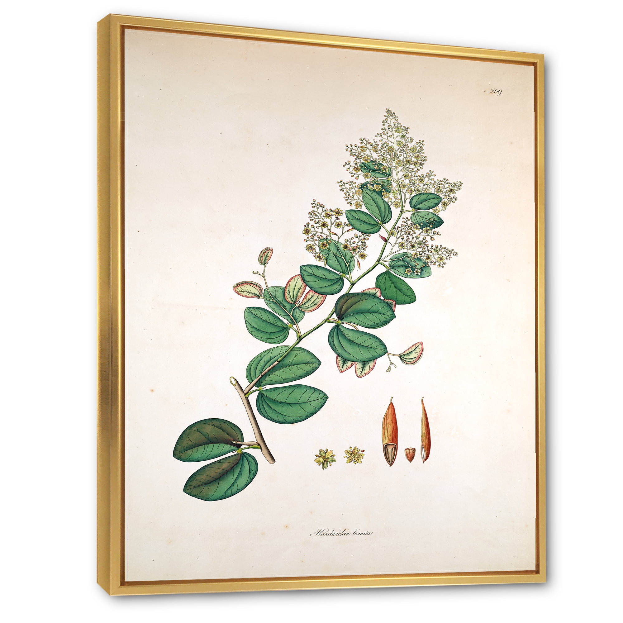 Ancient Botanicals XIII 24 in x 32 in Framed Painting Canvas Art Print, by Designart