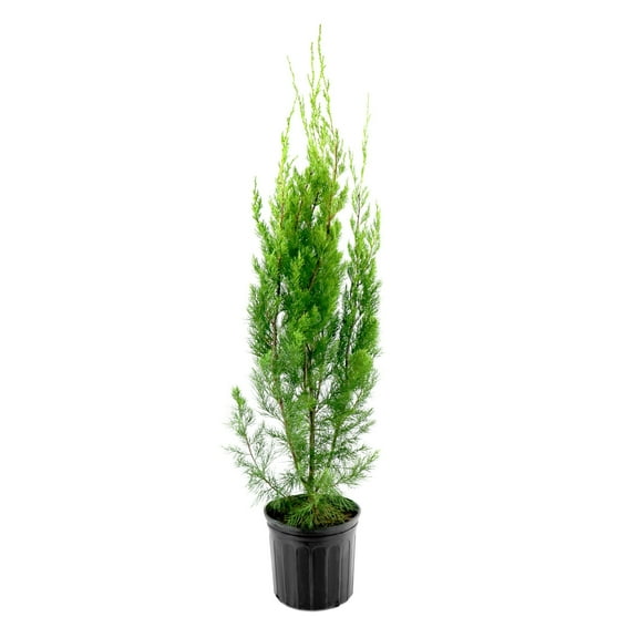 National Plant Network 3 gal. Juniper Brodie Live Shrub