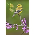 thumbnail image 4 of American Goldfinch (19x27 inches, Premium 500 Piece Jigsaw Puzzle for Adults and Family, Made in USA), 4 of 4