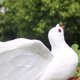 thumbnail image 3 of Simulate Pigeon Lovely Crafts Figure Paisaje Estatuas Adornos Outdoor , B, 3 of 8