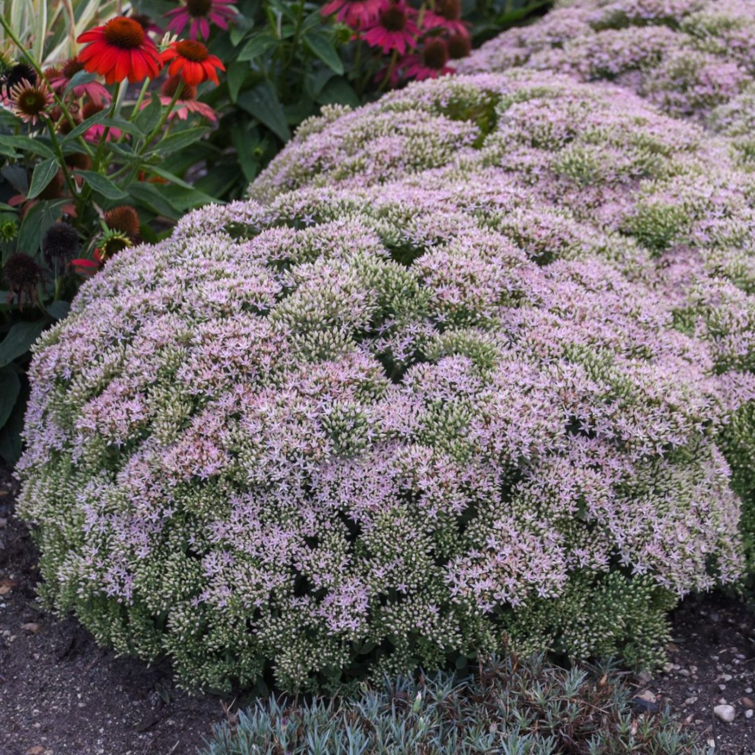 Proven Winners 6" Pink Rock 'N Round 'Pure Joy' Stonecrop Live Plant in 6.5" Pot