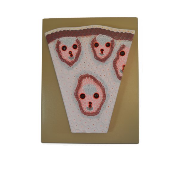 Premium Eisco Labs Monocot Stem Model on Base; Transverse Section; Greatly Magnified