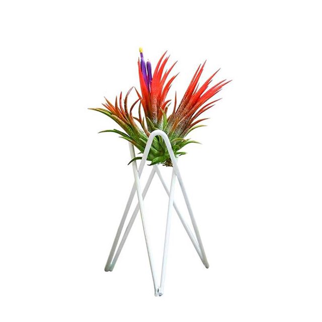 Soporte Para Plantas De Aire De Mesa, Exhibición De Arte Del Hierro, Decoración Para Interiores Y Exteriores Para El Hogar, Adornos Geométricos De Jardín Tillandsia, Soporte Para Macetas De Oficina Kearding HA026904-02