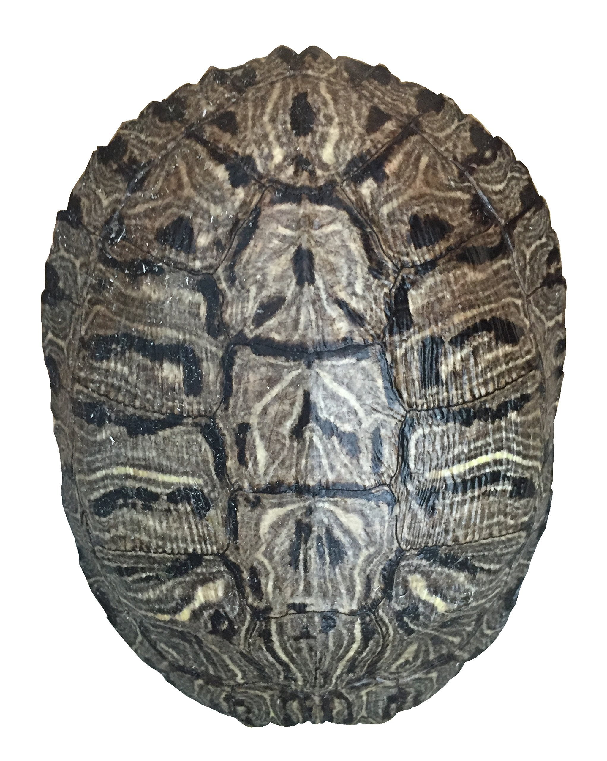 Адидас черепашки. Кости черепахи. Черепаха с монетой рисунок. Tortoise  Shell texture. Tortoise Shell.