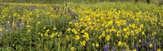 Wildflowers In A Fi