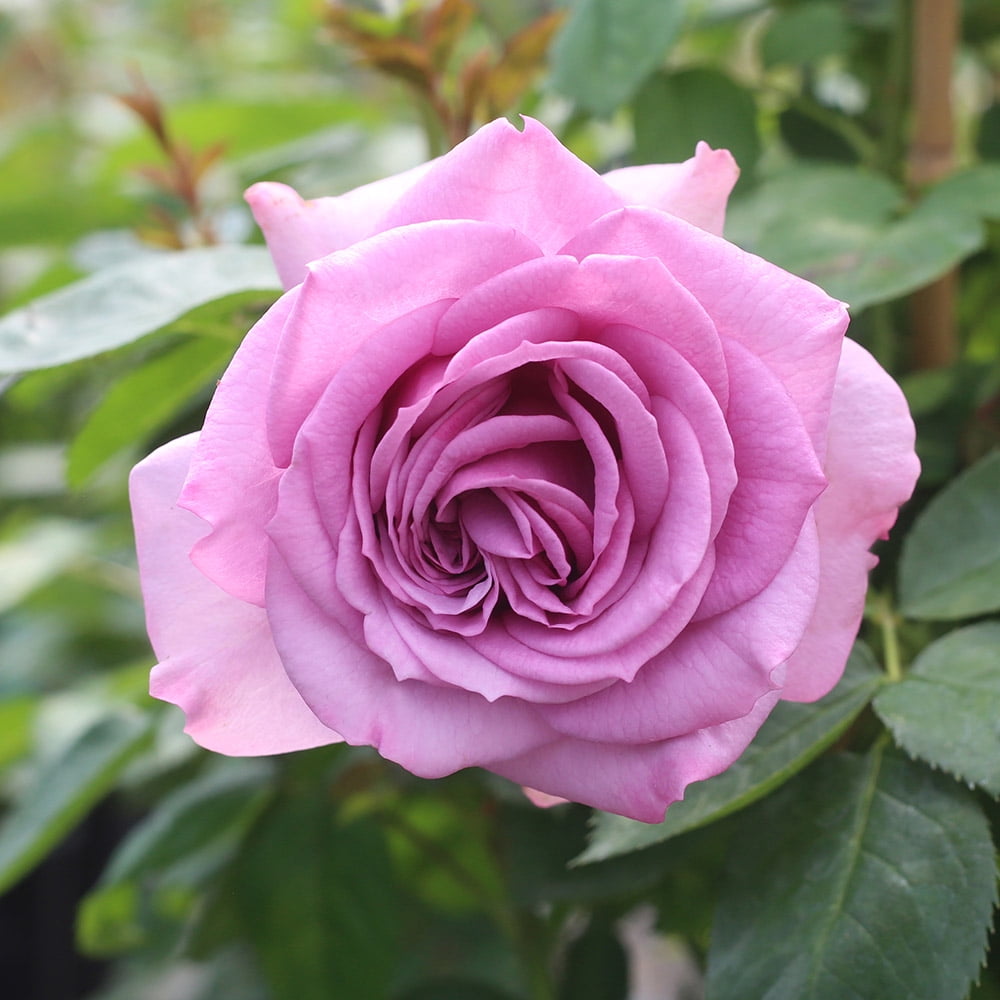 Heirloom Roses - Arborose Quicksilver, Purple Climbing Rose Bush