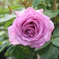 Arborose Quicksilver Climbing Rose Heirloom, Purple Plant, Live
