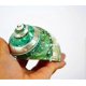thumbnail image 3 of Jade Turbo Banded Shells&Hermit Crab Sea Shells,Turbo Shells 3-1/2"~4" Inch, 3 of 4