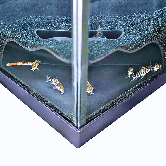 Aquarium Underground Corner Cave Natural Curve | Viewing Fish & Shrimp Under Gravel Tunnel | Fish Tank Decor Decoration Hideout Perfect for Corydora Catfish, Kuhli Loach, Pleco
