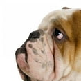 thumbnail image 2 of English Bulldog Wall Decal by Wallmonkeys Peel and Stick Graphic (18 in H x 16 in W) WM318676, 2 of 4