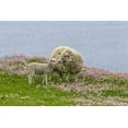 thumbnail image 2 of Illg, Cathy and Gordon 18x13 Gold Ornate Wood Framed with Double Matting Museum Art Print Titled - Scotland, Shetland Islands Ewe mother and lamb, 2 of 4