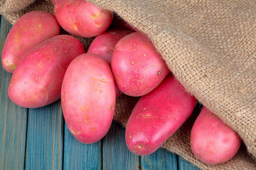 Red Norland Seed Potatos for Planting 5 Pounds
