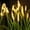 Yellow, variant on Solar Uplights Outdoor，Solar Garden Lights，Reeds Solar Garden Light, Garden Solar Light,Waterproof, Outdoor Solar Light for Decorating Yard, Pathway(Yellow 28IN)