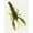 Green Pumpkin Pepper, variant on Dry Creek Drop Shot Craw 3 inch Soft Plastic Craw 12 pack