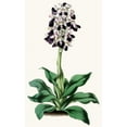 thumbnail image 3 of Anonymous 12x18 Black Modern Framed Museum Art Print Titled - Orchis Longicate (1852-1861), 3 of 5