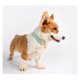 thumbnail image 5 of Collar de perro de cuero para perros pequeños y medianos Collar de cachorro acolchado de cuero suave transpirable ajustable con hebilla de aleación Collar de perro clásico impermeable TUNC Sencillez, 5 of 5
