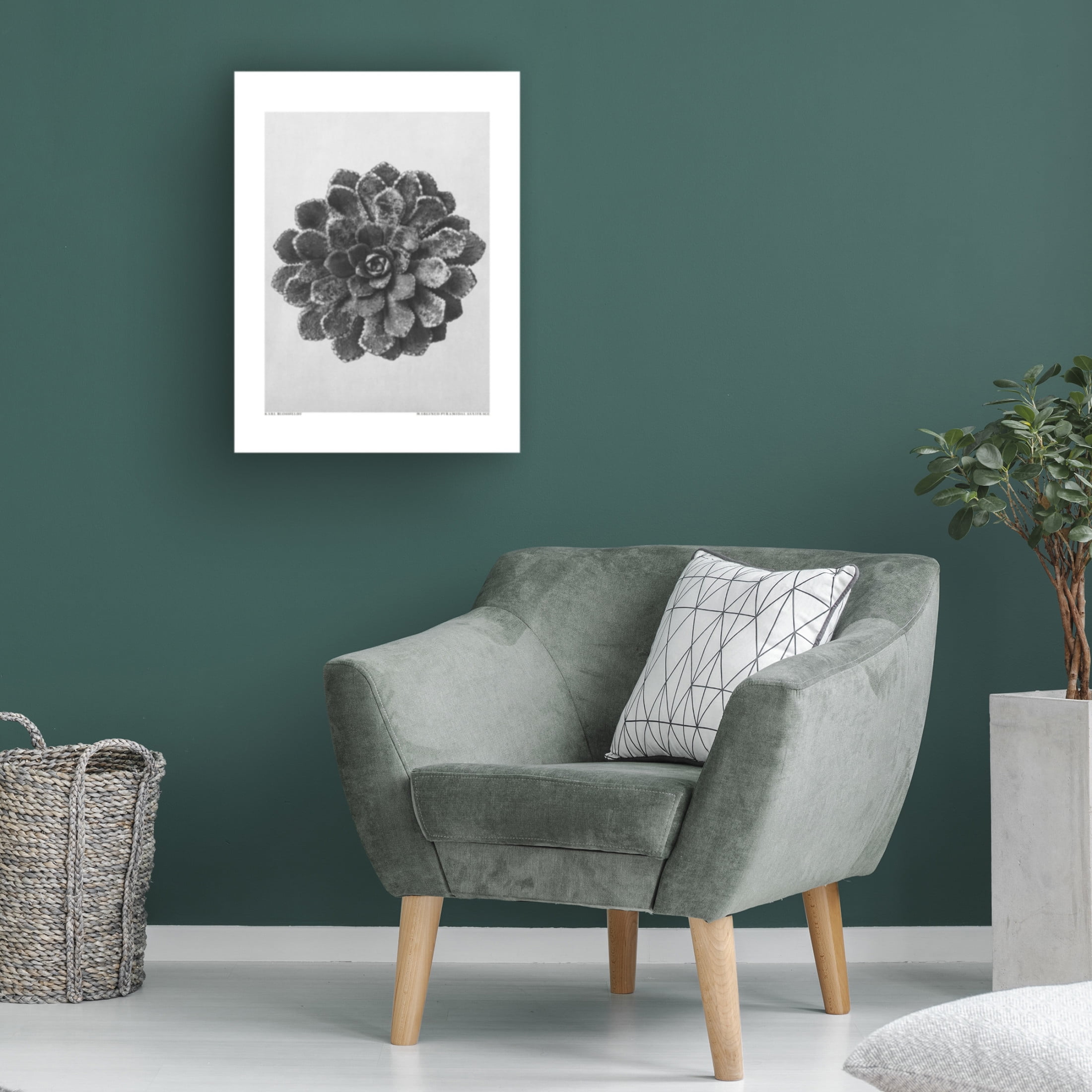Trademark Fine Art Pictufy Margined Pyramidal Saxifrage Canvas Wall Art