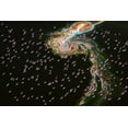thumbnail image 2 of J. Chen, John 24x17 Black Ornate Wood Framed with Double Matting Museum Art Print Titled - Hundreds Of Flamingos, 2 of 4