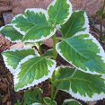 thumbnail image 3 of Set 3 Variegated Cuban Oregano Plants Live Mexican Mint Plant, Spanish Thyme Starter Plants from 4 Inc in Height, Fragrant Herb Well Rooted, 3 of 5