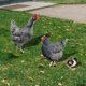 thumbnail image 4 of Juego de 3 piezas enchufables estéreo JM decoración de aves de corral tamaño de patio, 4 of 5
