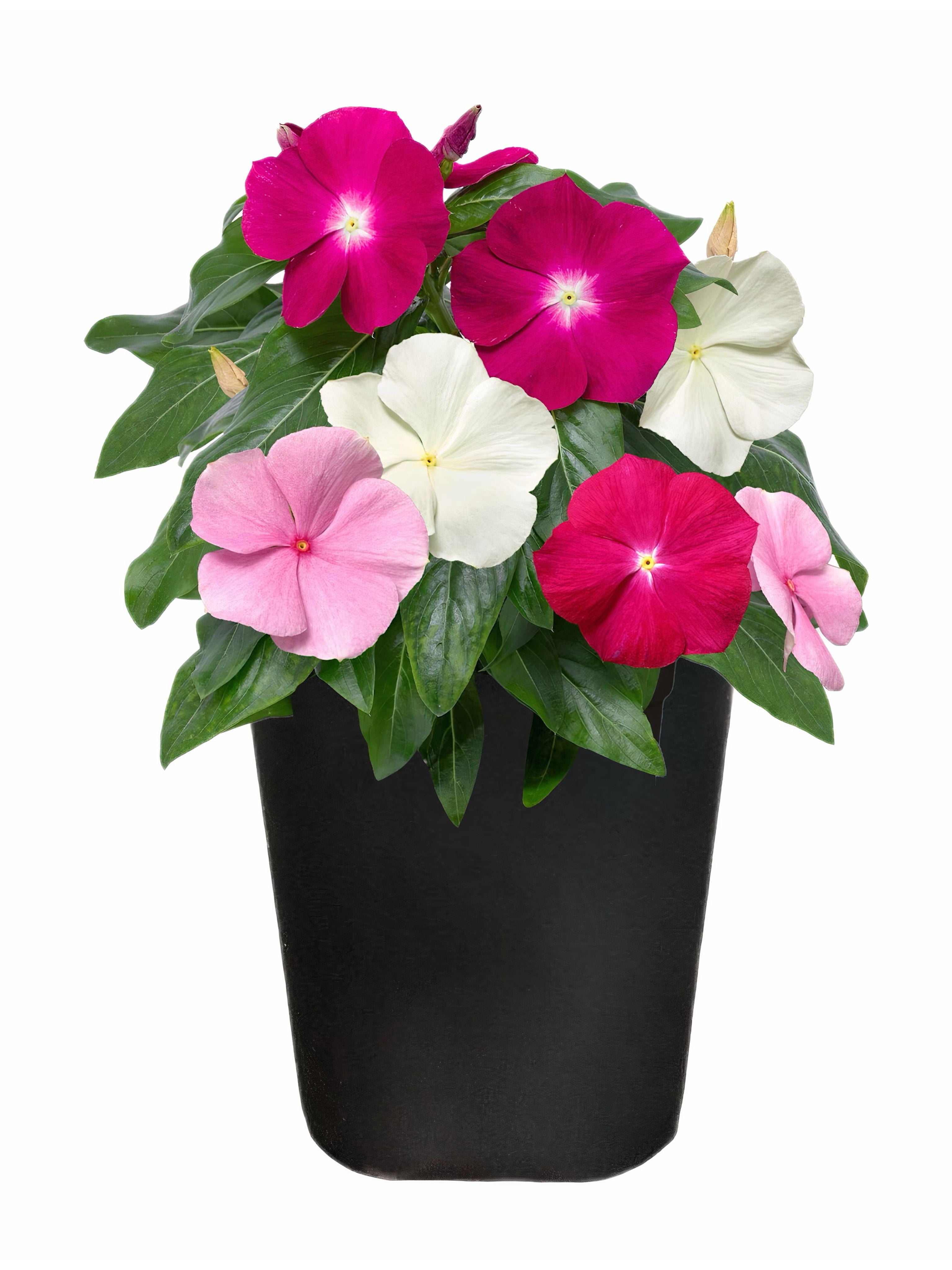 Expert Gardener 1Pt Vinca Live Plant Grower Pot Full Sun