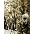 thumbnail image 2 of Hausenflock, Alan 19x24 Gold Ornate Wood Framed with Double Matting Museum Art Print Titled - Bamboo Grove II, 2 of 4