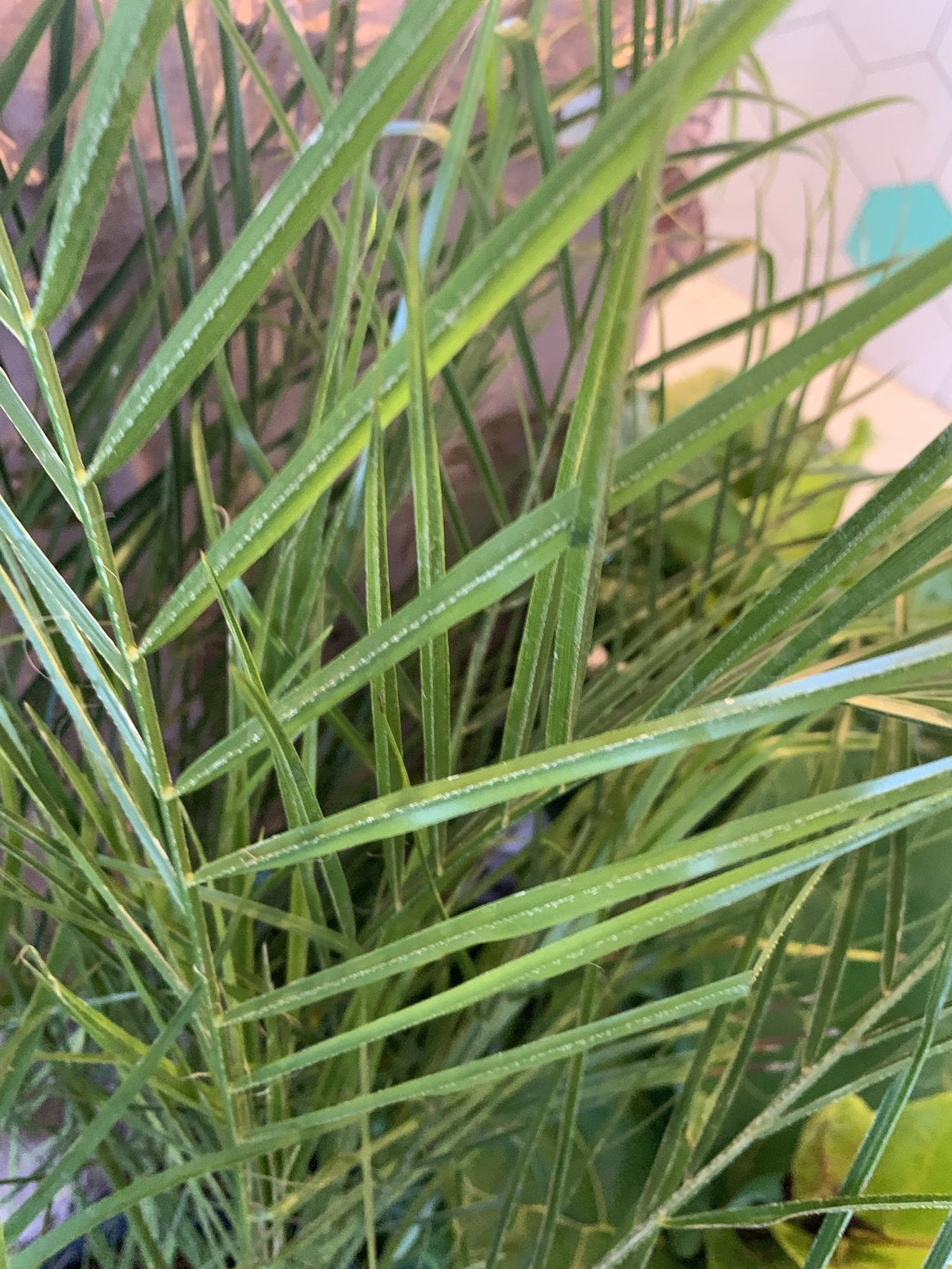 Phoenix Roebellini Pygmy Date Palm - Live Plant in a 3 Gallon Growers Pot - Phoenix Roebelenii - Beautiful Clean Air Indoor Outdoor Houseplant