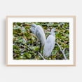 thumbnail image 2 of Great Egrets Perching  - Pennsylvania Photography Bird Wildlife Nature Animal Scenic Water Woodland Unframed Wall Art Print 12 x 16 inches, 2 of 12