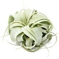 thumbnail image 3 of Air plant shop Driftwood Containers with Small Xerographica air Plants- Wholesale and Bulk - Succulents - Live Tillandsia - Easy Care Indoor and Outdoor House Plants (Pack of 3), 3 of 12
