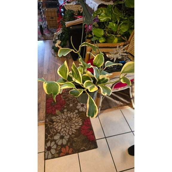 Hoya Abovada Variegated 6 inch pot Easy Care low water - Get similar