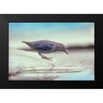 thumbnail image 2 of Fitzharris, Tim 14x11 Black Modern Framed Museum Art Print Titled - American Dipper Standing on Ice, 2 of 5