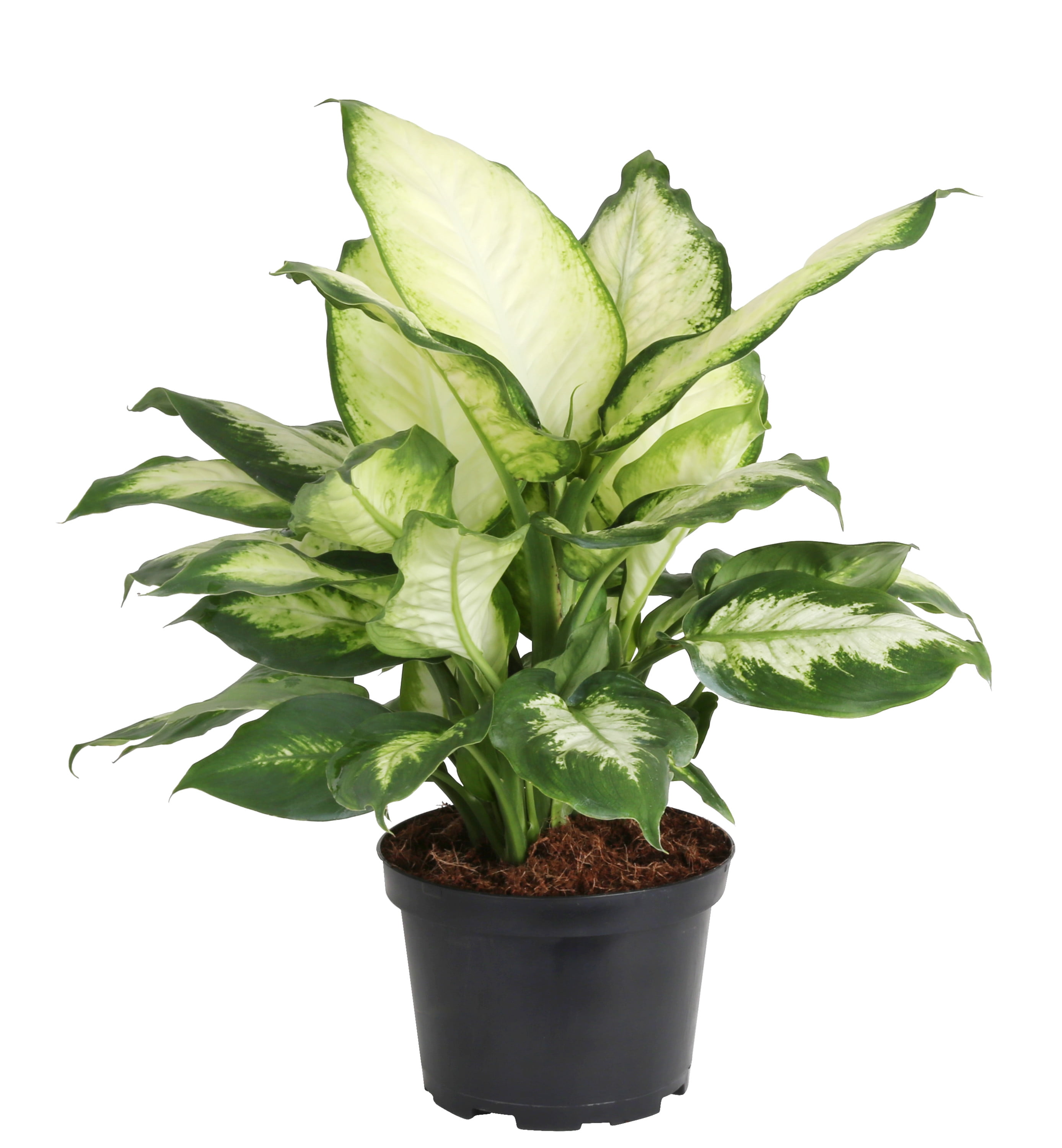 costa farms live indoor 17in. tall green dieffenbachia; bright, indirect  sunlight plant in 6in. grower pot