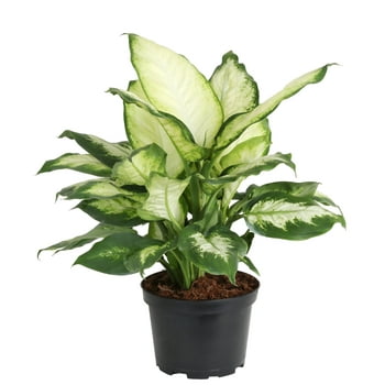 Costa Farms Live Indoor 12in. Tall Multicolor Dieffenbachia, Indirect Sunlight, Plant in 6in. Grower Pot