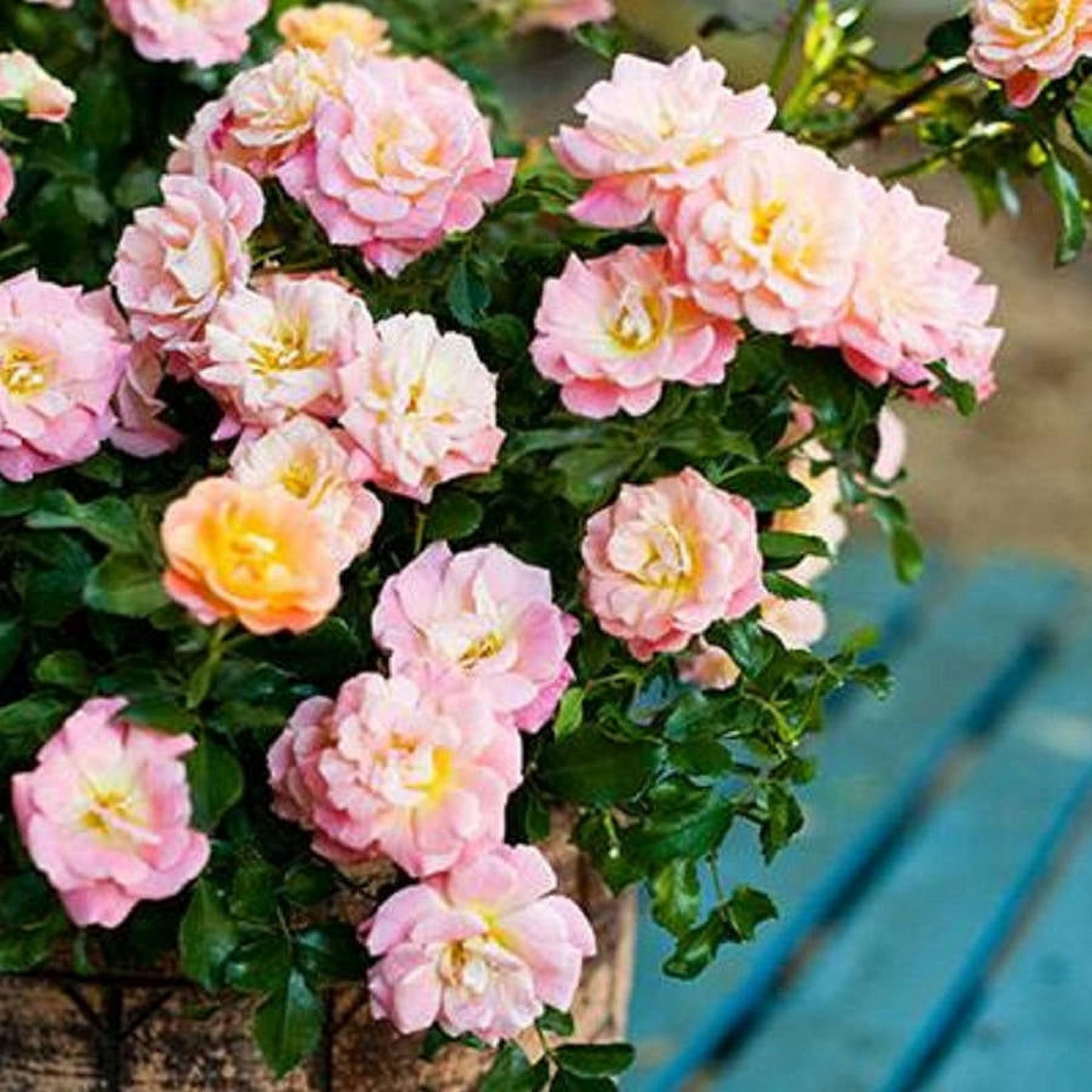 Peach Drift Rose (1 Gallon) Low-Growing Groundcover Deciduous Flowering Shrub - Full Sun Live Outdoor Plant