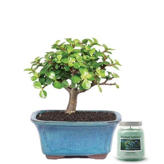 From You Flowers - Succulent Jade Bonsai Tree with Candle for Birthday, Anniversary, Get Well, Congratulations, Thank You, All Occasions