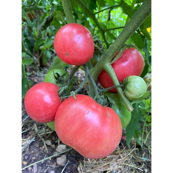 Granny Cantrell Premium Seeds for Planting