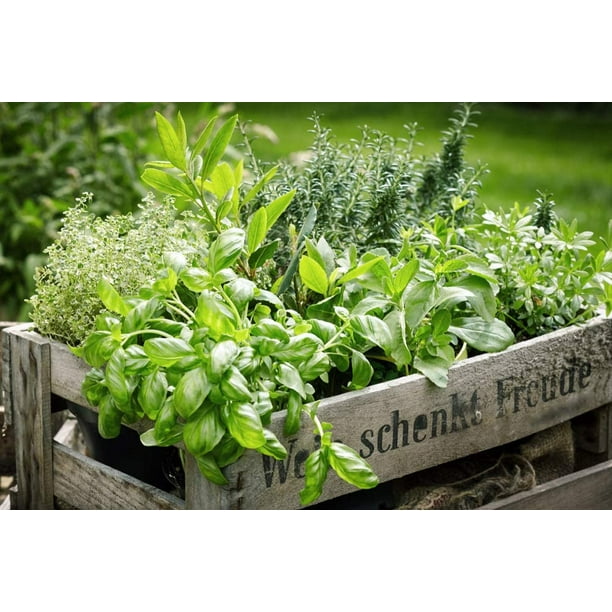 Herb Garden Kit Chef 5 Pack Parsley, Oregano, Cilantro, Dill, and