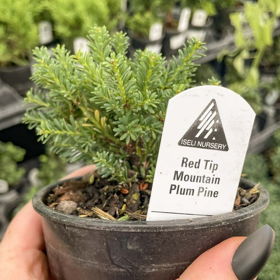Red Tip Mountain Plume - Live Bonsai Starter Plant - 4" Growers PotPine