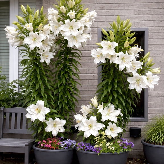 Giant Tree Lily "Pretty Lady" Flowers - 3 Bulbs -Large White Blossoms- Attracts Butterflies & Bees - Sun & Shady, Perennial Plant