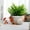 A, variant on TechWave Easter : Succulent Chicken Planter & Minimalist Garden Ornament For Indoor & Outdoor Spaces Ideal For Home & Patio Decoration! Window Flower Boxes Outdoor with Bracket Animal Outdoor Cedar