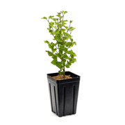 3 Gal. Pot, Rosie Beach Party Pink Flowering Lilac Syringa Deciduous Shrub - 1 plant per offer